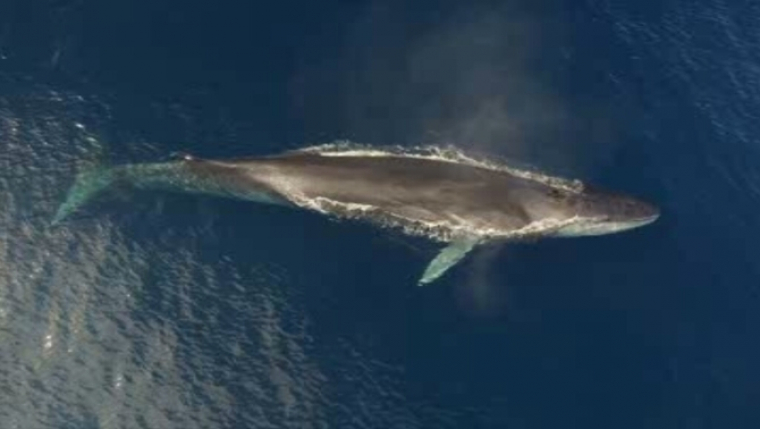 Imatge d'un dels exemplars de cetacis vist a les costes del Garraf