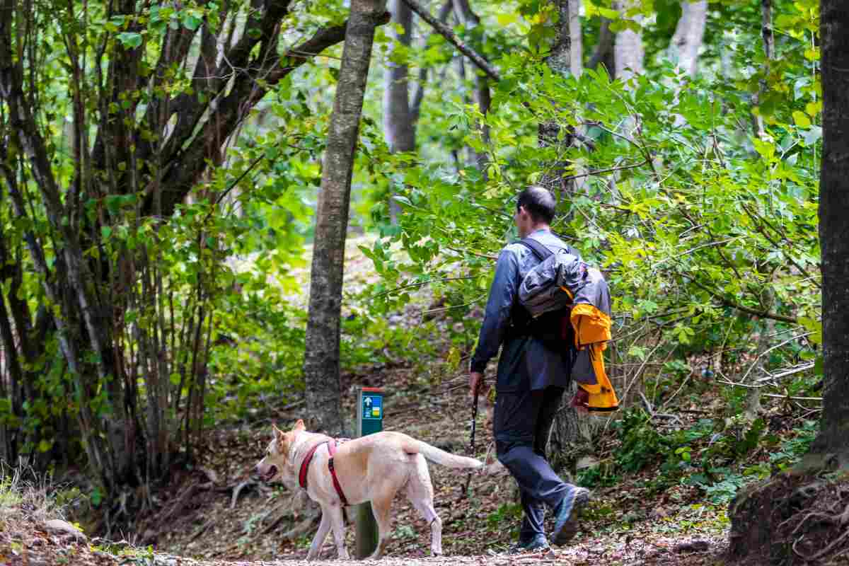 Imatge d'un home amb un gos passejant pel bosc