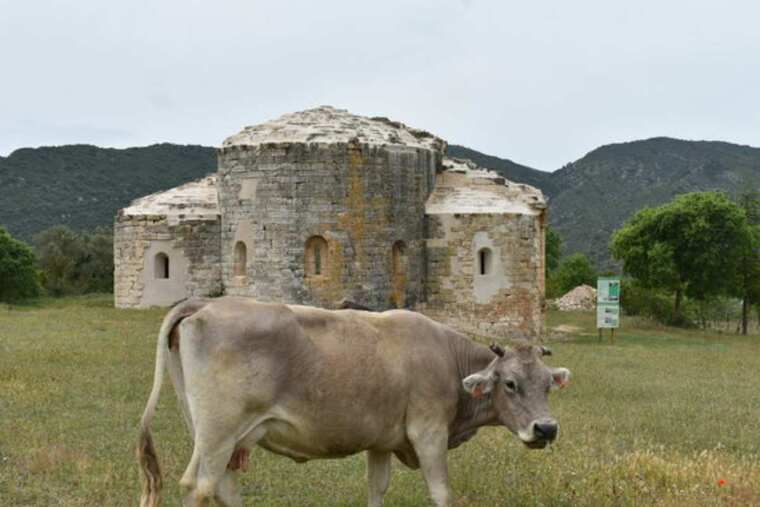 Una vaca davant del Monestir de Santa Maria de Vallverd