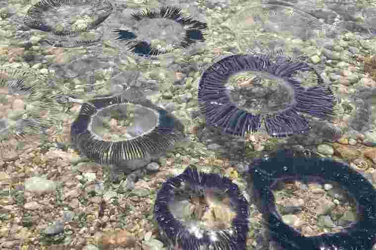 Imatge de les meduses que han aparegut a la Costa Brava.