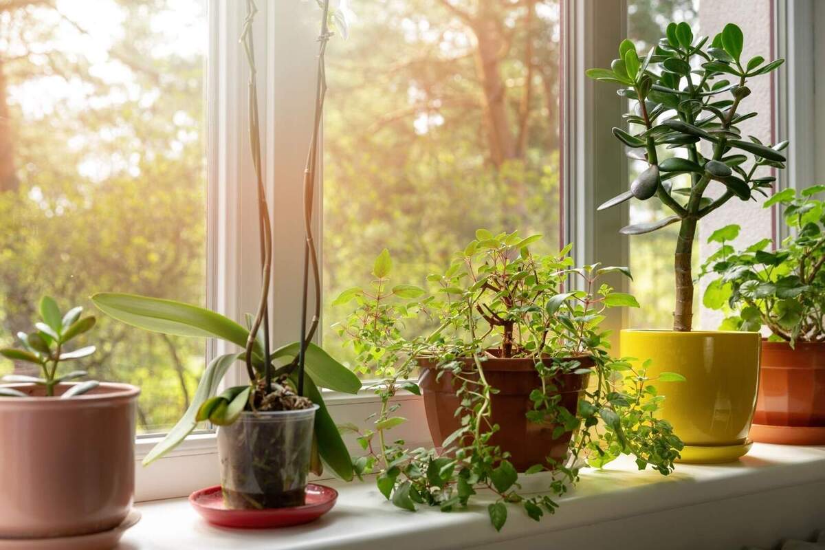 Imatge d'una finestra amb diverses plantes.