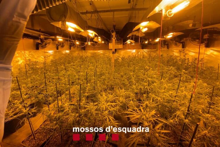 Plantació de Marihuana de Lleida