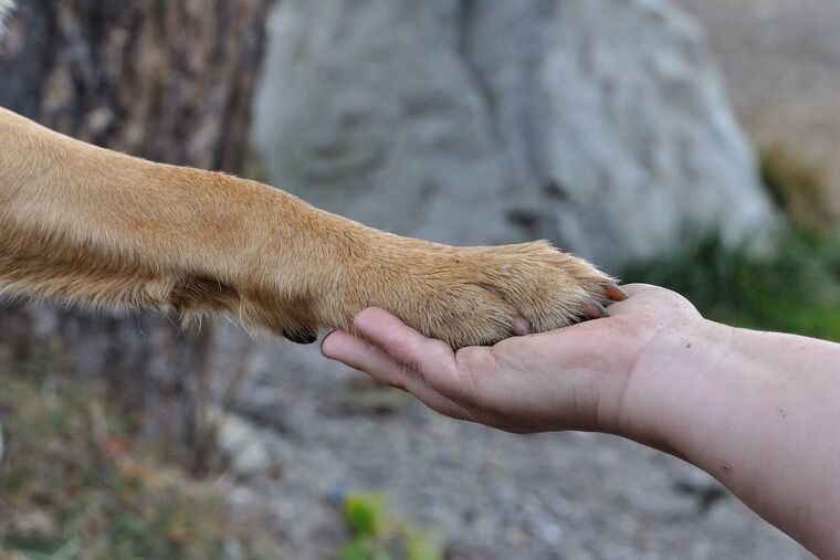 Foto d'una mà humana i una pota de gos.