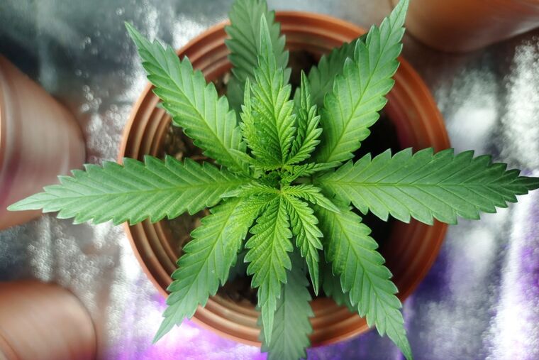 Foto d'una planta de cannabis.