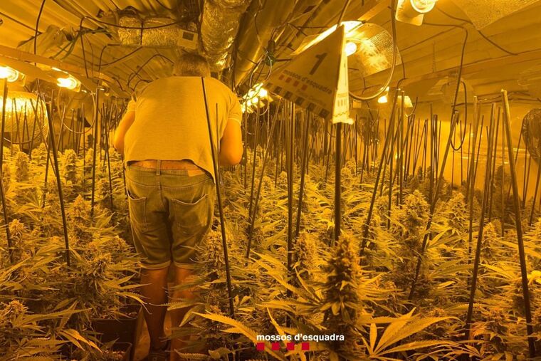 Foto d'una plantació de marihuana.