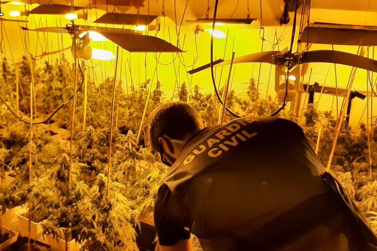 La guàrdia civil desmantellant una plantació de marihuana