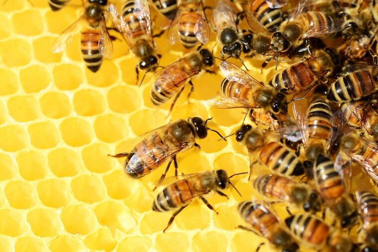 Imatge d'un grup d'abelles