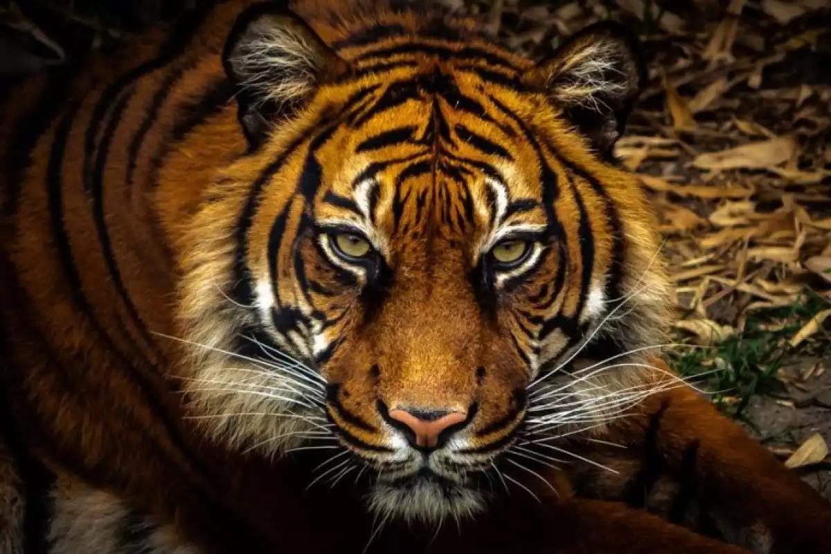 Глаз тигра видео. Взгляд тигра. Глаз тигра. Тигр взгляд. Зеленоглазый тигр.