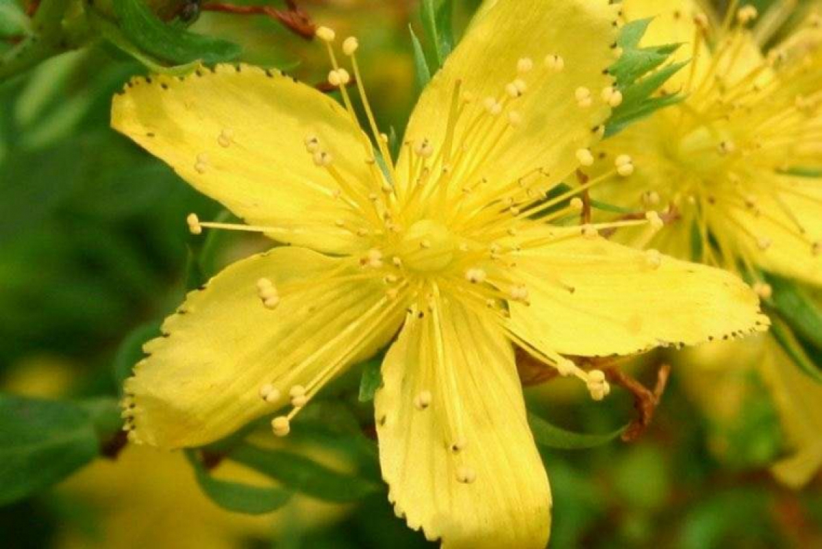 St. John�s Wort the Magic Plant to Scare Off Sadness