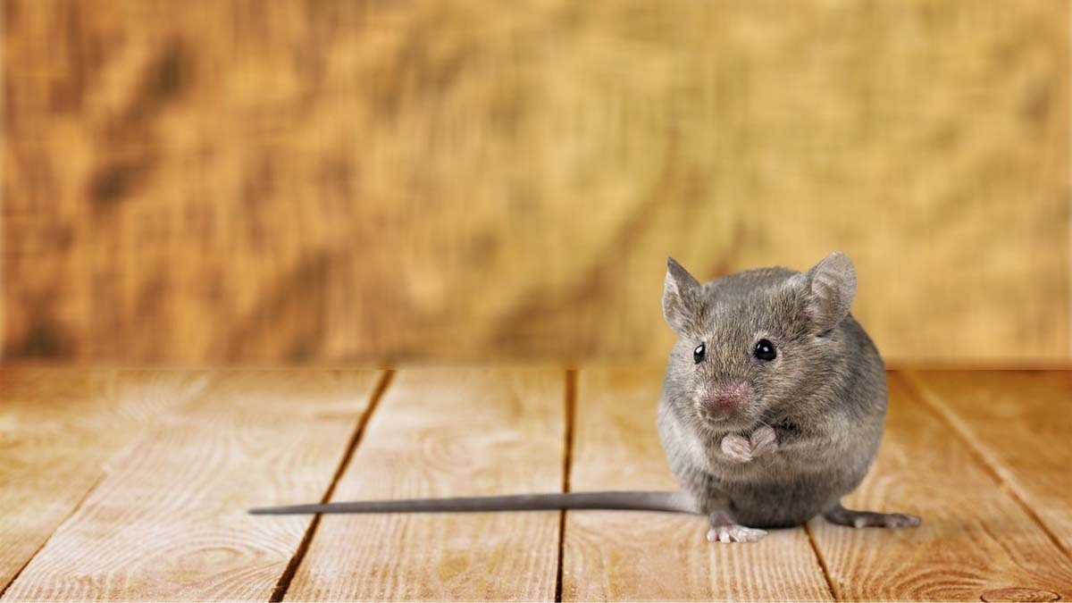 dream-dictionary-what-it-means-to-dream-about-mice