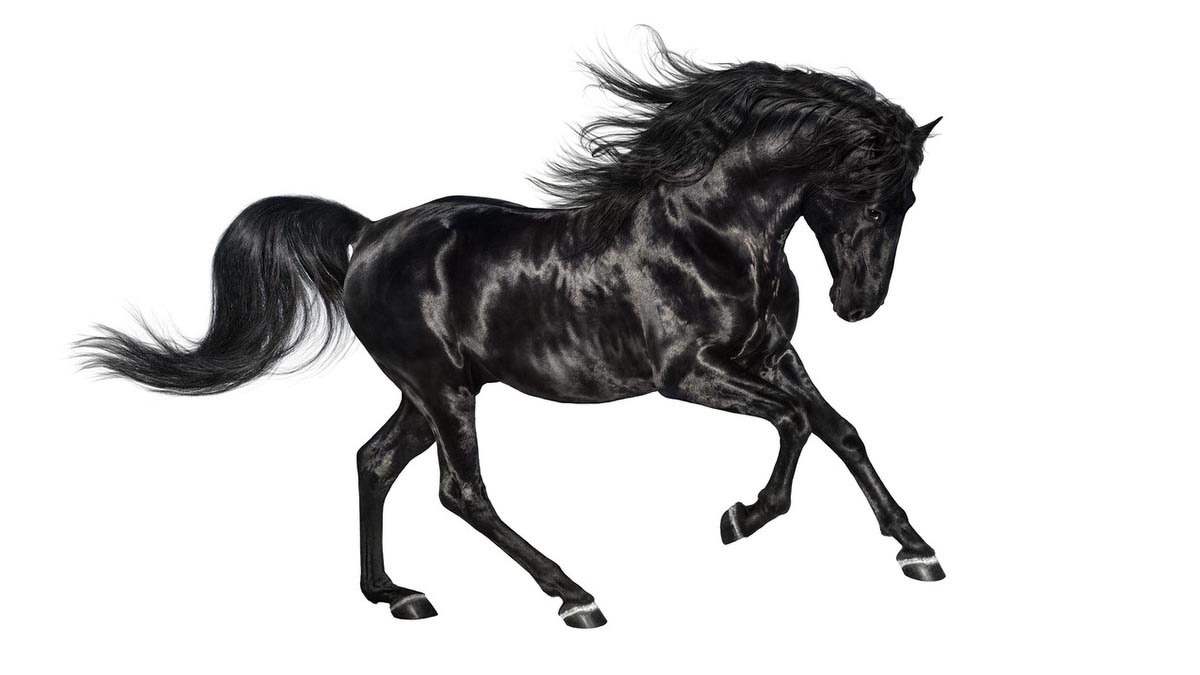 Фризская лошадь для срисовки