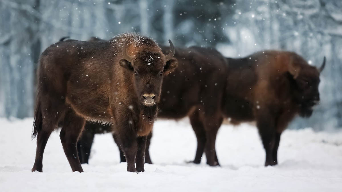 Year of the Ox or Buffalo: Traits and Compatibility﻿