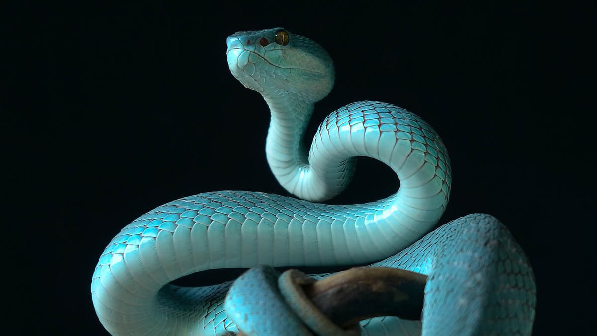 Year of the Snake: Traits and Compatibility