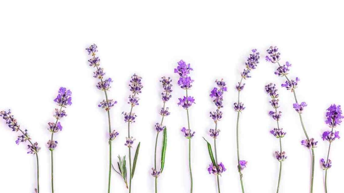 ✓ Lavender: Benefits of this Magic Plant