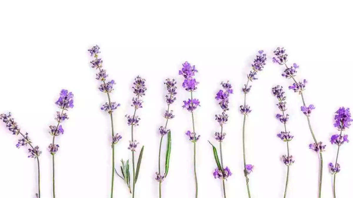 Lavender Benefits Of This Magic Plant