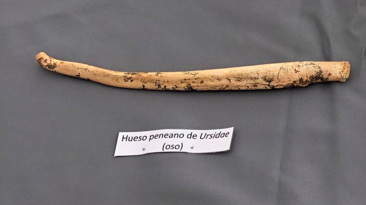 L'os penis trobat a Atapuerca durant aquesta campanya 2019