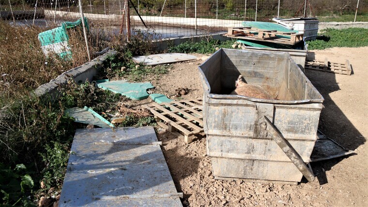 Un dels contenidors d'una granja de porcs destapat i amb el cadàver d'un animal a l'interior