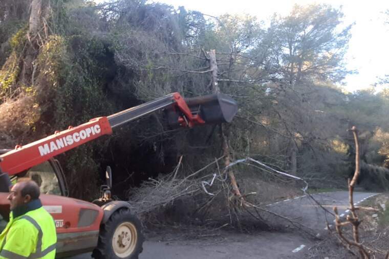 Operaris retirant els arbres caiguts a Cunit.