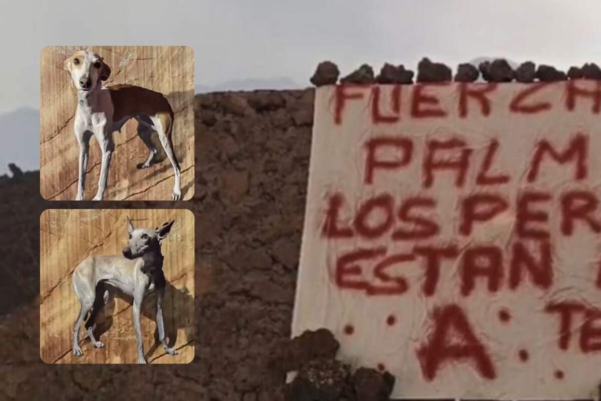 Muntatge amb els gossos i la pancarta