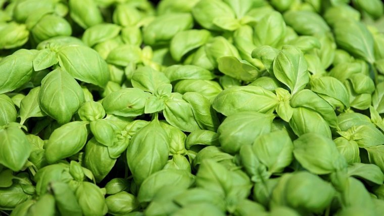 Basil is more than an edible flower; it is a plant that is used in our dishes and drinks.