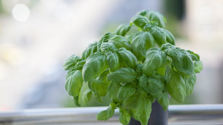 Basil only needs sunlight and a bit of water daily