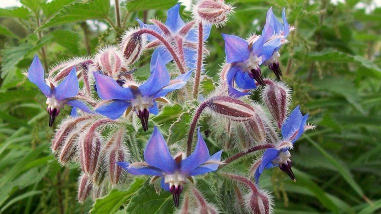 Borage is one of the most curious-looking edible flowers.