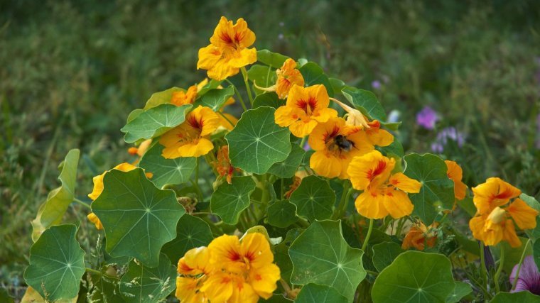 Edible flowers, such as Nasturtium, are perfect for salads.