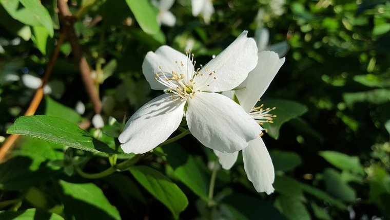 Jasmine is another of the most popular edible flowers.