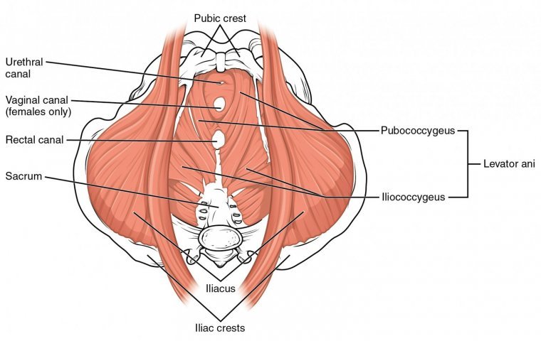 Pelvic floor muscles in a woman