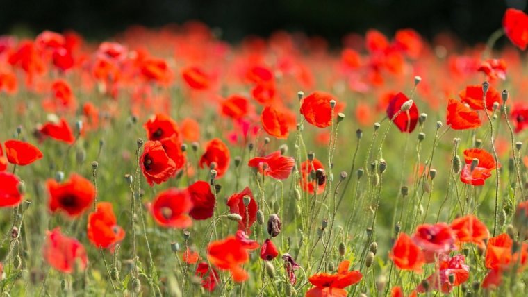 Poppies are also flowers that can be eaten, only before their buds appear.