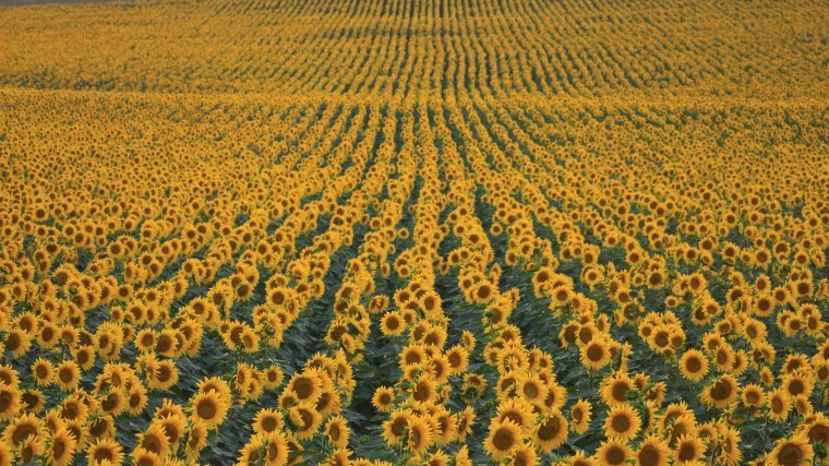 Sunflower oil is a vegetable oil with beneficial properties for our body.