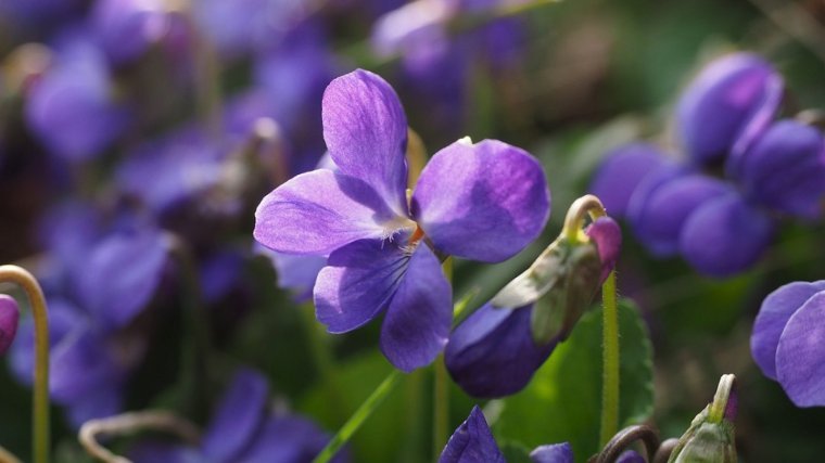 Violets are edible flowers that brighten the appearance of any dish.