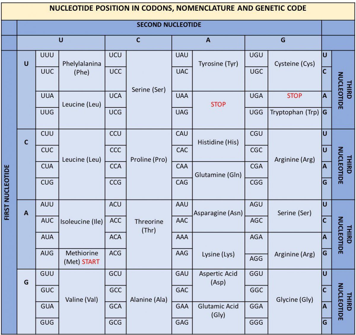 Amino Acid Sequence Chart Rilocolor 7907