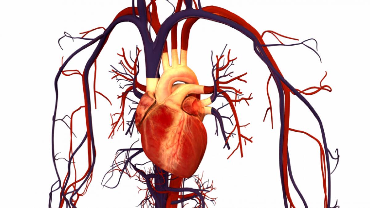 Circulatory System: What It Is, Parts And Functions