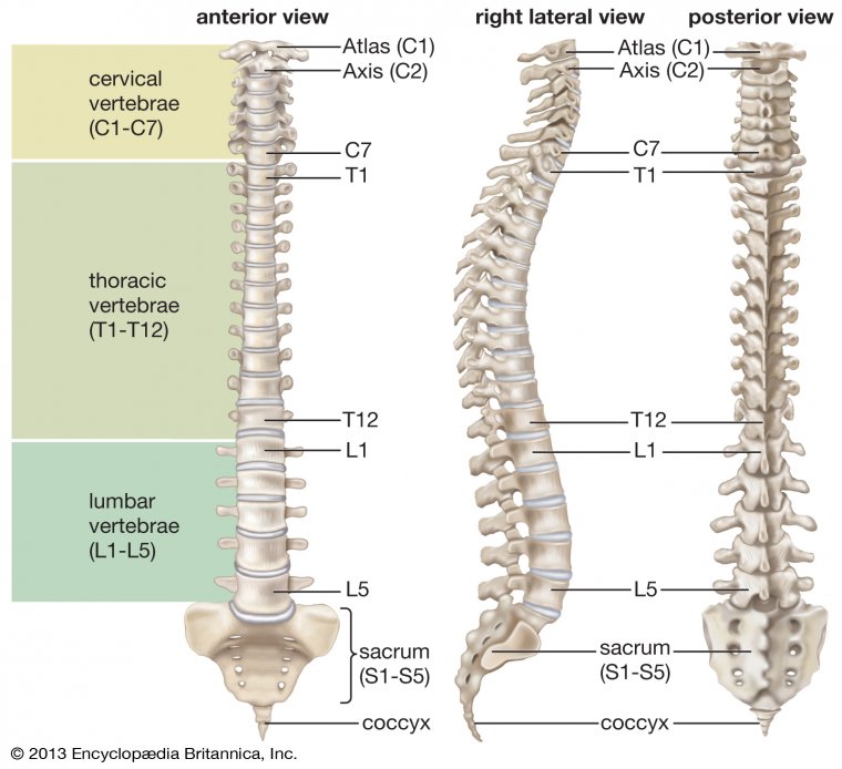Image of the human vertebrae.