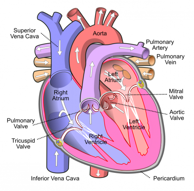 The heart is the most important organ in the cisculatory system.