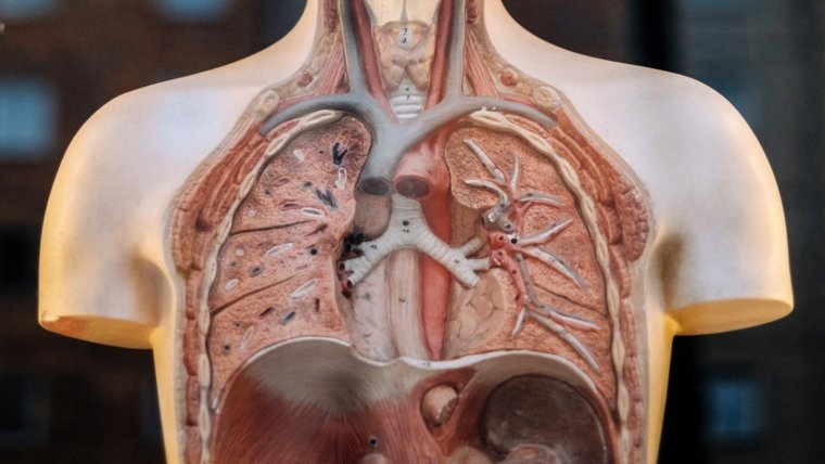 The respiratory system consists of a large number of organs and structures, each of them with a specific function.
