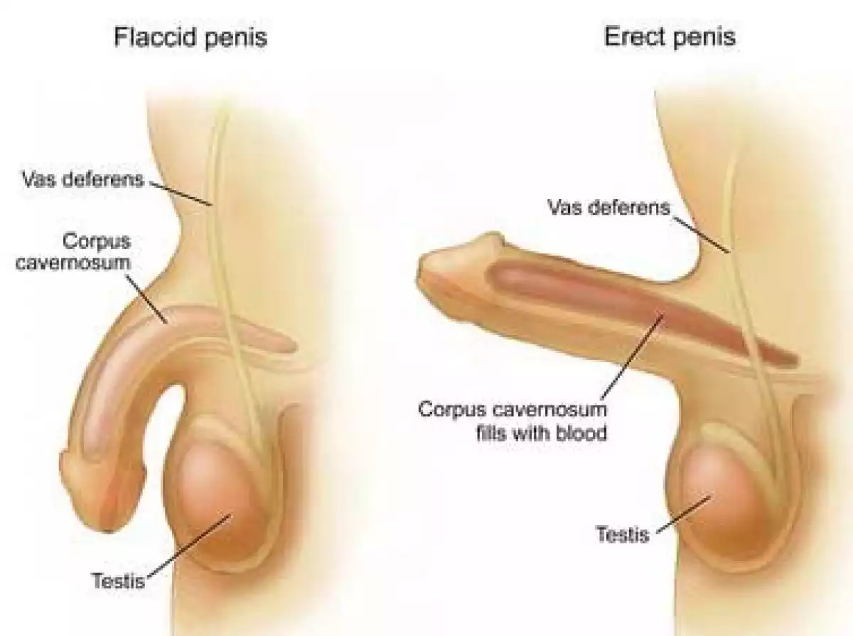 organ penis penis