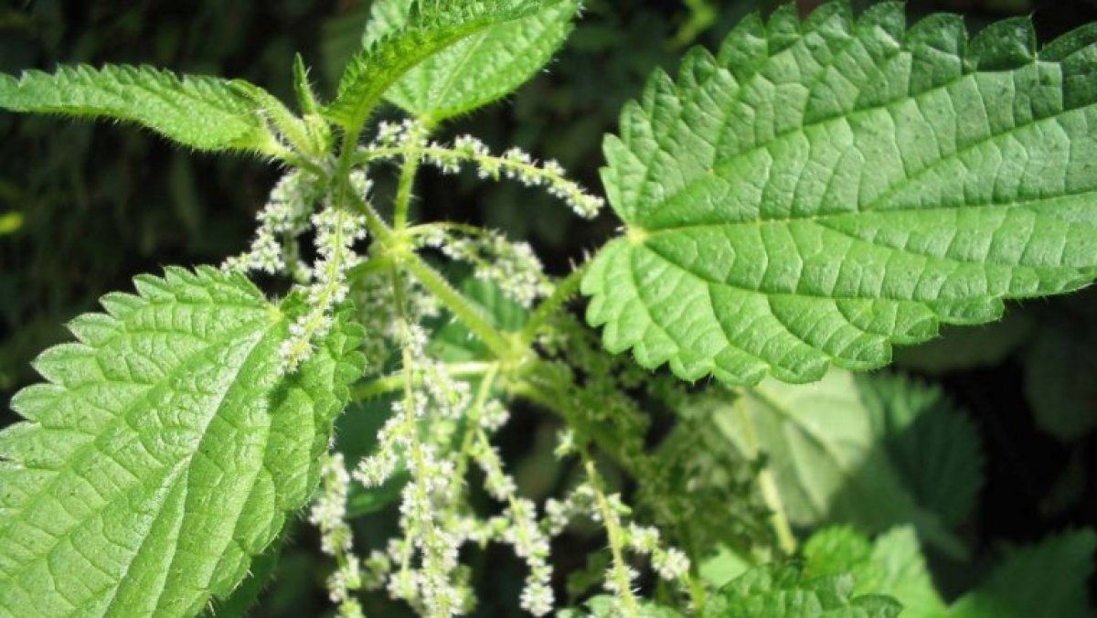 Stinging Nettle (Urtica Dioica): Benefits And Uses