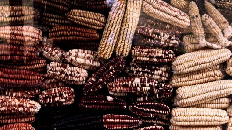 One of the most commonly used staples of all of Mexico is maize, the corn staple of the land.