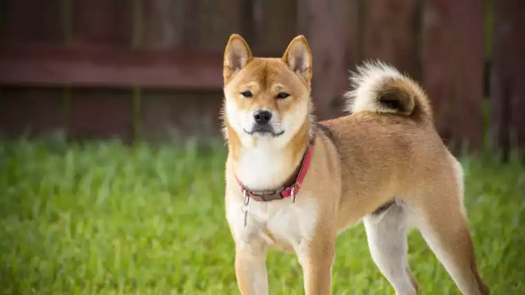 most popular dog breeds in the world