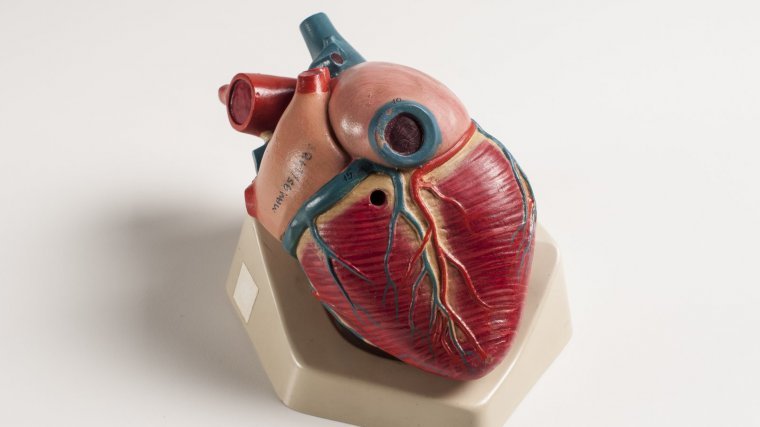 The heart is an organ made up of cardiac muscle tissue.