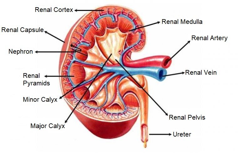 These are the main parts of a kidney.