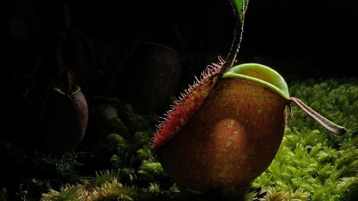 Attenborough Pitcher Plant (Nepenthes attenboroughii)