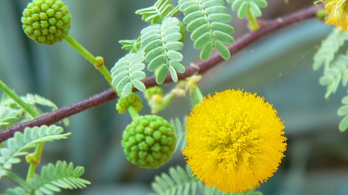 10 Endangered Plants, Trees And Flowers