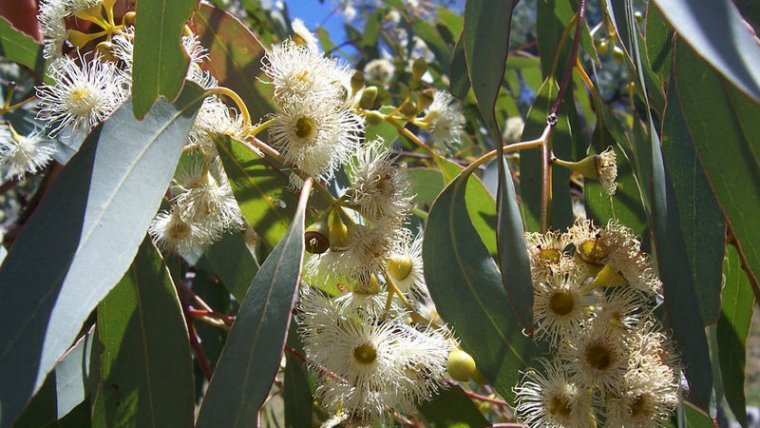 what are the benefits of eucalyptus?
