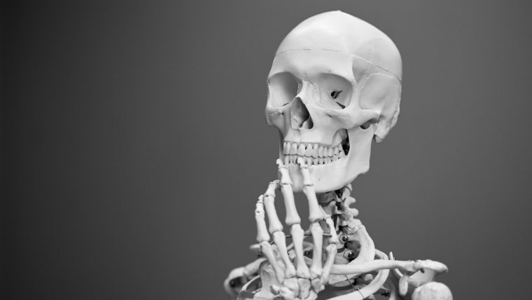 Skeletal System: Main Bones Of The Human Skeleton