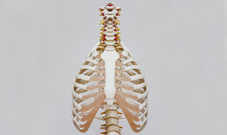 Thorax bones protect the vital organs of the human body.