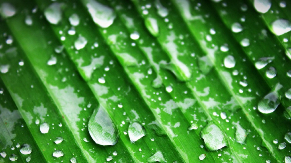 chlorophyll-definition-uses-and-benefits