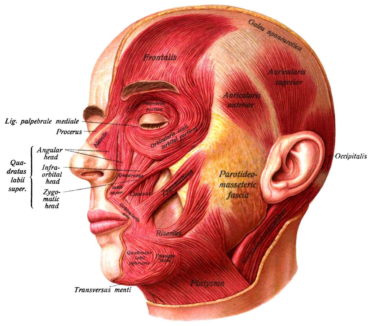 Human Skull: Anatomy And Physiology